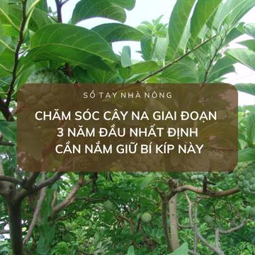 SỔ TAY NHÀ NÔNG: Chăm sóc cây na giai đoạn 3 năm đầu nhất định cần nắm vững bí kíp này