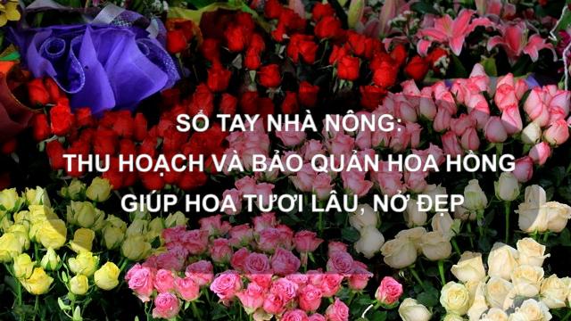 SỔ TAY NHÀ NÔNG: Thu hoạch và bảo quản hoa hồng đúng cách giúp hoa tươi lâu, nở đẹp