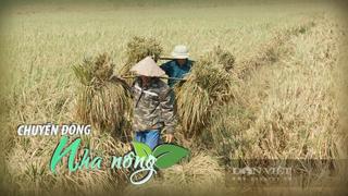 Chuyển động Nhà nông 7/10: Nông dân Lào Cai, Hải Phòng khẩn trương gặt “chạy” lúa non tránh thiệt hại