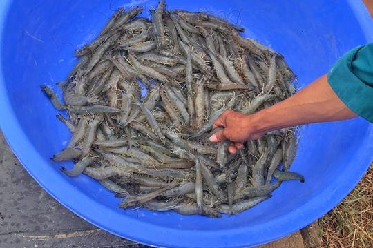 Cần chủ động phòng bệnh cho tôm trong thời điểm giao mùa 