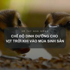 SỔ TAY NHÀ NÔNG: Chế độ dinh dưỡng cho vịt trời khi vào mùa sinh sản