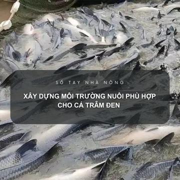 SỔ TAY NHÀ NÔNG: Xây dựng môi trường nuôi phù hợp cho cá trắm đen