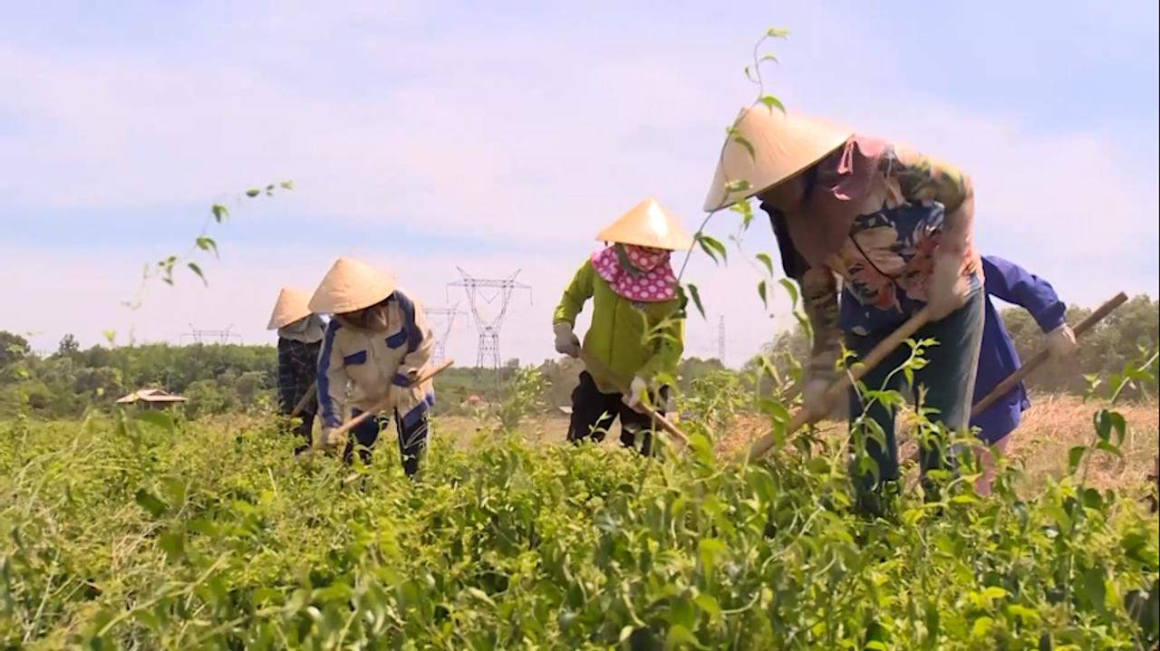 Hội Nông dân đồng hành xây dựng nông thôn mới ở Quảng Trị: Khi OCOP trở thành động lực hồi sinh vùng đất lửa