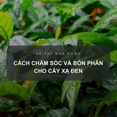 SỔ TAY NHÀ NÔNG: Kỹ thuật chăm sóc và bón phân cho cây xạ đen