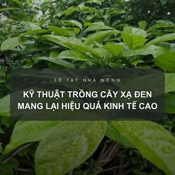 SỔ TAY NHÀ NÔNG: Kỹ thuật trồng cây xạ đen mang lại hiệu quả kinh tế cao