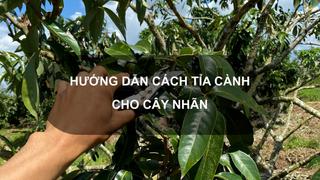 Sổ tay Nhà nông: Hướng dẫn cách tỉa cành cho cây nhãn sau khi thu hoạch 