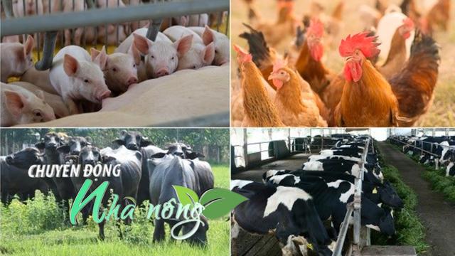 Chuyển động Nhà nông 9/10: Ngành chăn nuôi “chạy nước rút” bảo đảm nguồn hàng Tết Nguyên đán 2026