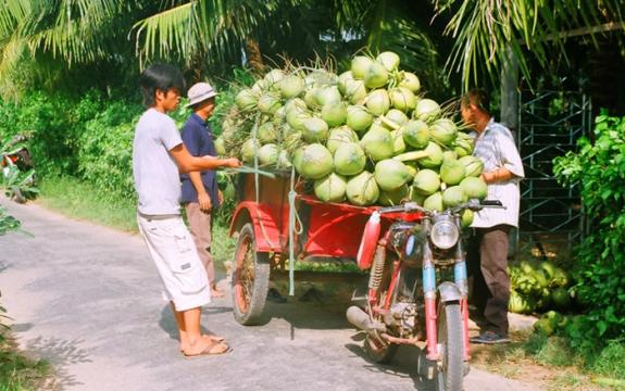 Mở 10.000 tài khoản cho nông dân trồng dừa, doanh nghiệp không phải chở cả xe tải tiền mỗi lần đi mua dừa