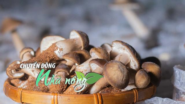 Chuyển động Nhà nông 9/12: "Đổi đời" nhờ mô hình trồng nấm mối đen công nghệ cao