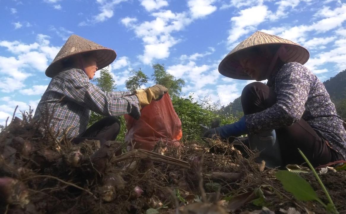 Thái Nguyên: Liên kết trồng dong riềng, sản xuất miến dong, nhiều hộ dân có thu nhập ổn định
