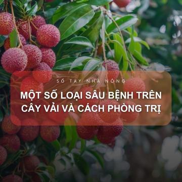 SỔ TAY NHÀ NÔNG: Một số loại sâu bệnh hại trên cây vải và cách phòng trị
