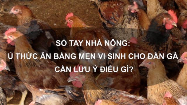 Sổ tay Nhà nông: Ủ thức ăn bằng men vi sinh cho đàn gà cần lưu ý điều gì?