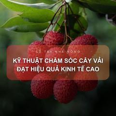 SỔ TAY NHÀ NÔNG: Bật mí cách chăm sóc cây vải đơn giản hiệu quả 
