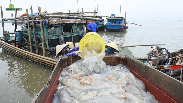 Ngư dân Thanh Hóa rộn ràng mùa sứa biển