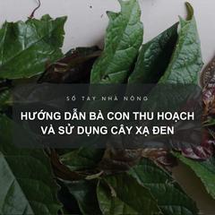 SỔ TAY NHÀ NÔNG: Hướng dẫn bà con thu hoạch và bảo quản cây xạ đen