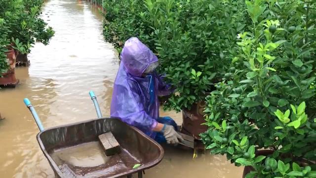 Người trồng quất Tứ Liên: “Ông trời mưa nhiều, người dân khóc cạn nước mắt”