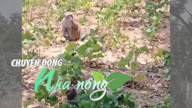 Chuyển động Nhà nông 13/5: Đàn khỉ hoang quậy phá khiến người dân Quảng Ngãi như “ngồi trên lửa”
