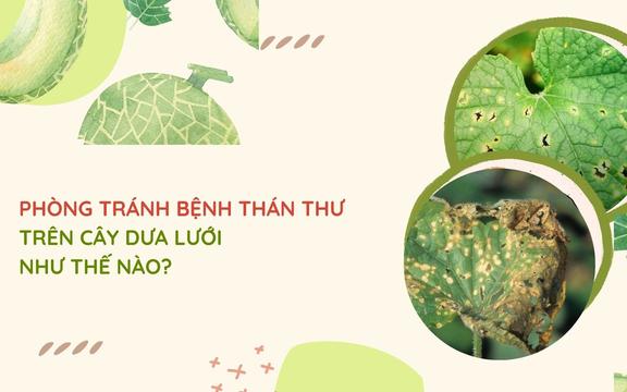 Sổ tay Nhà nông: Những phương pháp phòng bệnh thán thư trên cây dưa lưới 