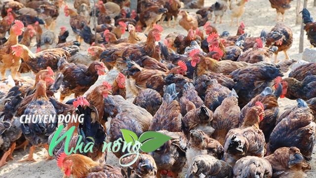 Chuyển động Nhà nông 13/11: Giá gà thương phẩm tăng cao