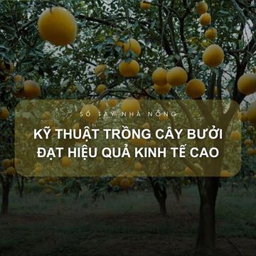 SỔ TAY NHÀ NÔNG: Kỹ thuật trồng cây bưởi đạt hiệu quả kinh tế cao