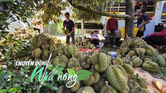Chuyển động Nhà nông 14/8: Giá sầu riêng giảm mạnh, nông dân Khánh Hòa chỉ mong “kiếm thêm chút lời”