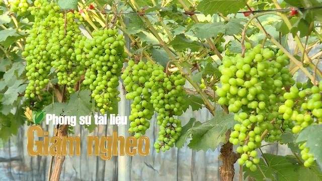 Làm nông nghiệp an toàn, chìa khóa thoát nghèo bền vững ở Điện Biên