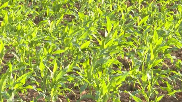 Giải pháp dinh dưỡng cho ngô vụ đông: Supe lân Lâm Thao phát huy tối đa hiệu lực