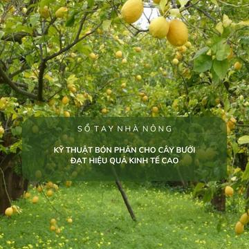 SỔ TAY NHÀ NÔNG: Kỹ thuật bón phân cho cây bưởi đạt hiệu quả kinh tế cao