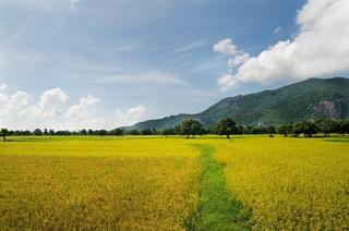 Rực rỡ 