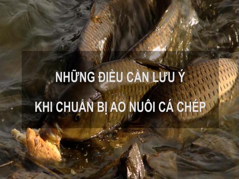 Sổ tay Nhà nông: Những điều cần lưu ý khi chuẩn bị ao nuôi cá chép 