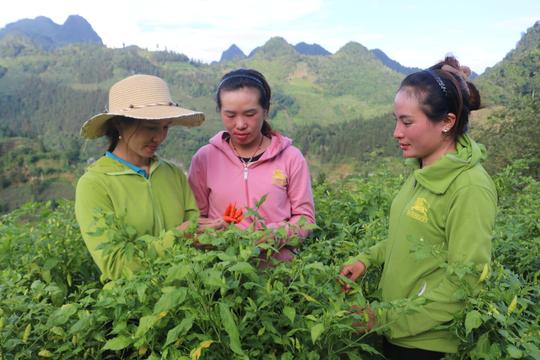 Nhân rộng mô hình ớt bản địa ở biên giới Mường Khương