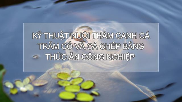 Sổ tay Nhà nông: Kỹ thuật nuôi thâm canh cá trắm cỏ ghép cá chép bằng thức ăn công nghiệp