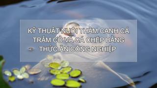 Sổ tay Nhà nông: Kỹ thuật nuôi thâm canh cá trắm cỏ ghép cá chép bằng thức ăn công nghiệp