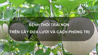 Sổ tay Nhà nông: Bệnh thối trái non trên cây dưa lưới và cách phòng trị 