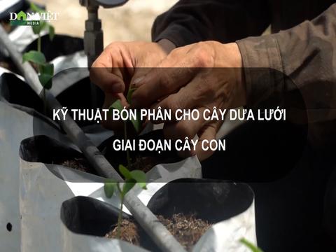 Sổ tay Nhà nông: Kỹ thuật bón phân cho cây dưa lưới theo từng giai đoạn 