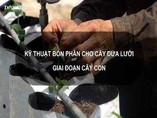 Sổ tay Nhà nông: Kỹ thuật bón phân cho cây dưa lưới theo từng giai đoạn 