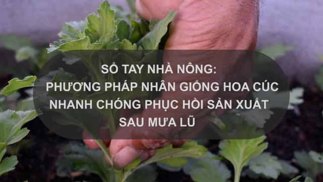 SỔ TAY NHÀ NÔNG: Phương pháp nhân giống hoa cúc nhanh chóng phục hồi sản xuất sau lũ