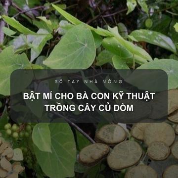 SỔ TAY NHÀ NÔNG: Bật mí cho bà con kỹ thuật trồng cây củ dòm