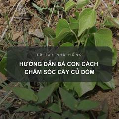 SỔ TAY NHÀ NÔNG: Hướng dẫn bà con cách chăm sóc cây củ dòm