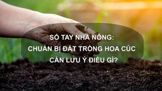 Sổ tay Nhà nông: Chuẩn bị đất trồng hoa cúc sau mưa lũ cần lưu ý điều gì?