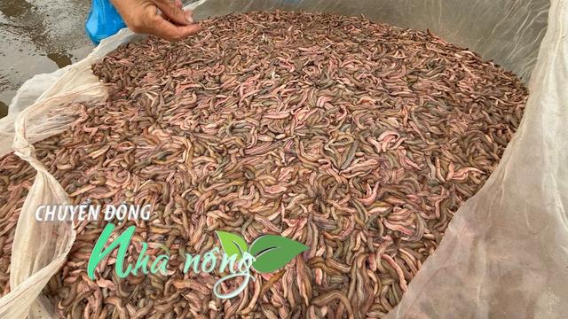 Chuyển động Nhà nông 17/11: Nông dân thu tiền tỷ nhờ rươi