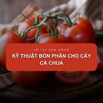 SỔ TAY NHÀ NÔNG: Kỹ thuật bón phân cho cây cà chua đạt năng suất cao