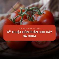 SỔ TAY NHÀ NÔNG: Kỹ thuật bón phân cho cây cà chua đạt năng suất cao