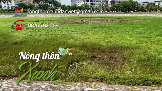 HỘP THƯ NÔNG THÔN XANH: Hồ điều hòa Trung Văn cạn nước, cỏ mọc um tùm