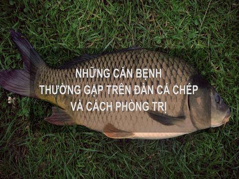 Sổ tay Nhà nông: Những căn bệnh thường xuất hiện trên đàn cá chép và cách phòng trị