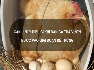 Sổ tay Nhà nông: Cần lưu ý điều gì khi gà thả vườn bước vào giai đoạn đẻ trứng 