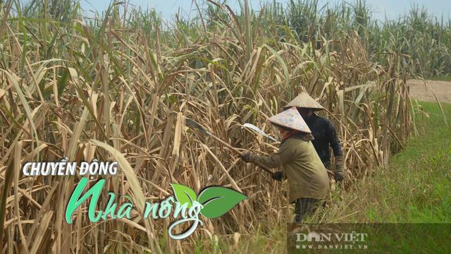 Chuyển động Nhà nông 18/9: Nông dân Nghệ An gồng mình giải cứu cánh đồng mía sau mưa lũ