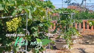 Chuyển động Nhà nông 18/12: Giá thanh long biến động, làng hoa Hồng Hà thu gần 1 tỷ đồng/ha