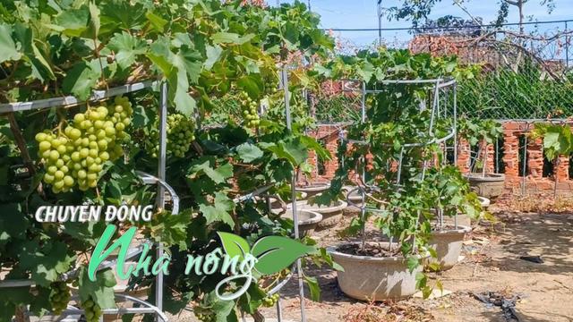 Chuyển động Nhà nông 18/12: Giá thanh long biến động, làng hoa Hồng Hà thu gần 1 tỷ đồng/ha