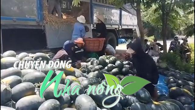 Chuyển động Nhà nông 19/4: Dưa hấu Quảng Nam mất mùa, rớt giá, người trồng lỗ nặng